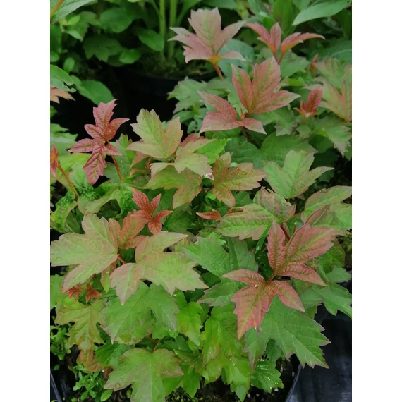 Viburnum opulus Nanum (Törpe kányabangita)