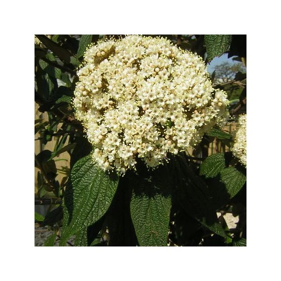 Viburnum rhytidophyllum (Ráncoslevelű bangita)