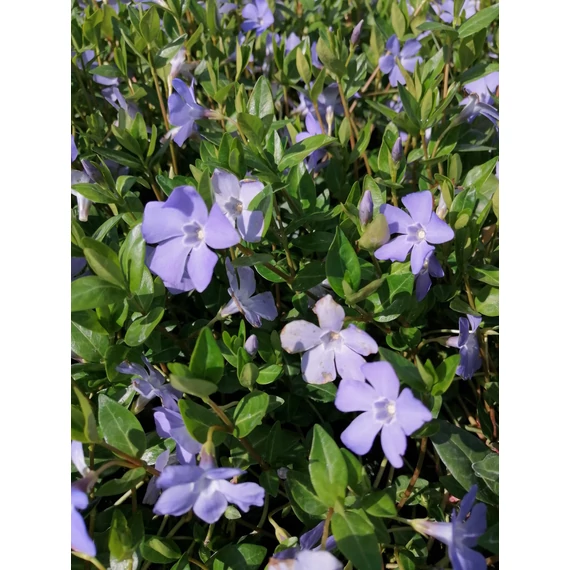 Vinca minor (Kis meténg)