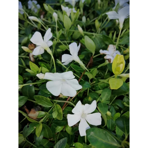 Vinca minor Gertrude Jekyll (Fehérvirágú kis meténg)