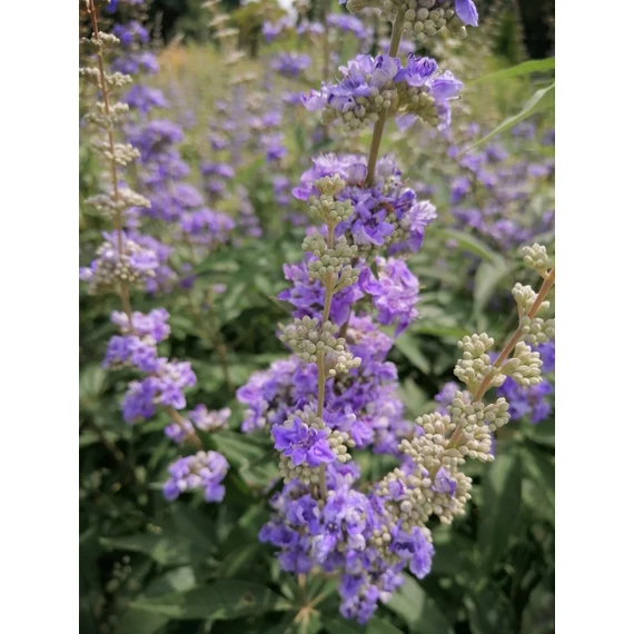 Vitex agnus-castus (Barátcserje)