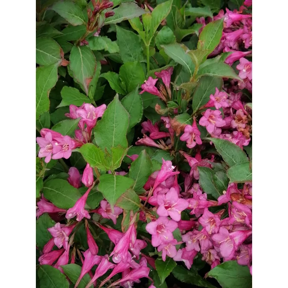 Weigela florida Rumba (Rózsaszín virágú rózsalonc)