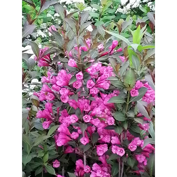 Weigela florida Victoria (Rózsaszín virágú rózsalonc)