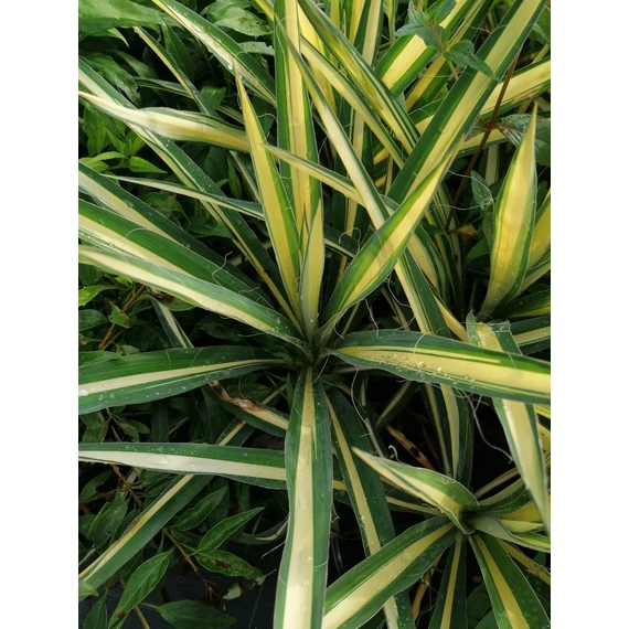 Yucca filamentosa Color Guard (Csíkoslevelű pálmaliliom)