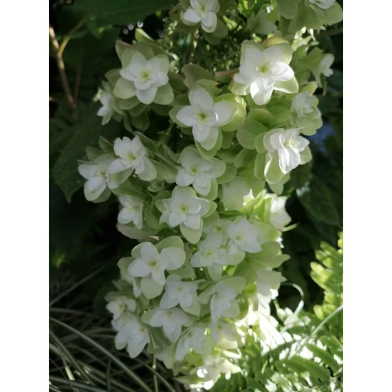 tölgylevelű hortenzia teltvirágú Hydrangea quercifolia Snow Queen
