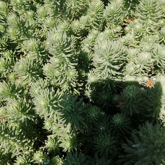 szárazságtűrő-sziklakerti-évelő-varjúháj-sedum-forsterianium-elegans