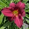 Hemerocallis Ruby Stella (Sásliliom)