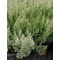 Juniperus horizontalis Blue Forest (Kék henyeboróka)