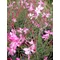Gaura lindheimeri Summer Emotions (Díszgyertya) 
