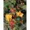 Hypericum x inodorum Magical Universe (Piros bogyós orbáncfű)