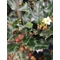 Ilex x meserveae Blue Angel (Magyal)