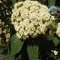 Viburnum rhytidophyllum (Ráncoslevelű bangita)