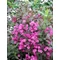 Weigela florida Victoria (Rózsaszín virágú rózsalonc)