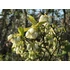 Kép 3/3 - Vaccinium corymbosum (Áfonya)