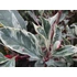 Kép 1/2 - Photinia x fraseri Pink Marble (Tarkalevelű korallberkenye)
