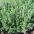 Kép 1/2 - Pinus mugo var. Pumilio (Havasi törpefenyő)
