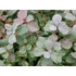 Kép 1/2 - fehér virágú törpe gyöngyvessző talajtakaró Spiraea betulifolia Tor gabiplantshop webáruház