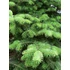 Kép 1/2 - Abies nordmanniana (Kaukázusi jegenyefenyő)