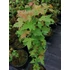Kép 2/2 - Acer tataricum (Tatár juhar)