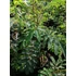 Kép 2/2 - Albizia julibrissin (Selyemakác)