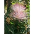 Kép 1/2 - Albizia julibrissin (Selyemakác)