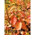 Kép 1/2 - mézalmácska ehető bogyós cserje Amelanchier lamarckii gabiplantshop webáruház