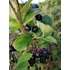 Kép 2/2 - Aronia x prunifolia Nero (Feketeberkenye)