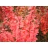 Kép 2/2 - Berberis thunbergii Red Pillar (Oszlopos vérborbolya)