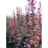 Kép 1/2 - Berberis thunbergii Red Pillar (Oszlopos vérborbolya)