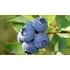 Kép 2/3 - Vaccinium corymbosum (Áfonya)