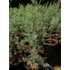 Kép 1/2 - Cupressus arizonica Fastigiata (Kék arizoniai ciprus)