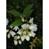 Kép 1/2 - Deutzia gracilis Nikko (Törpe gyöngyvirágcserje)