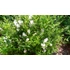 Kép 2/2 - Deutzia gracilis Nikko (Törpe gyöngyvirágcserje)