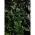 Kép 1/2 - Elaeagnus ebbingei (Széleslevelű ezüstfa)
