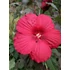 Kép 1/2 - bordólevelű pirosvirágú mocsári mályva esőkerti vízparti évelő Hibiscus moscheutos Starry Night gabiplantshop dísznövény webáruház
