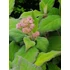 Kép 2/2 - Hydrangea aspera Macrophylla (Érdeslevelű hortenzia)