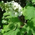 Kép 2/2 - Hydrangea quercifolia (Tölgylevelű hortenzia)