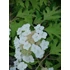 Kép 2/2 - Hydrangea quercifolia Ice Crystal (Tölgylevelű hortenzia)