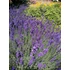Kép 2/2 - Lavandula angustifolia Hidcote (Közönséges levendula)