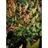 Kép 2/2 - Nandina domestica Gulf Stream (Japán szentfa)