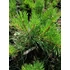 Kép 2/2 - Pinus mugo var. Pumilio (Havasi törpefenyő)