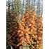 Kép 2/2 - Pyracantha coccinea Orange Glow (Narancssárga bogyós tűztövis)