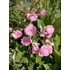 Kép 1/2 - rózsaszín apró telt virágú talajtakaró rózsa Rosa The Fairy gabiplantshop webáruház