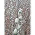 Kép 2/2 - Salix repens Nitida (Kúszó fűz)