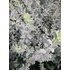 Kép 1/2 - ezüstlevelű cserje vízigényes barkavirág Salix repens Nitida gabiplantshop webáruház