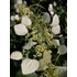 Kép 1/2 - Schizophragma hydrangeoides Snow Sensation (Japán kúszó hortenzia)