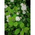 Kép 2/2 - Spiraea betulifolia Tor (Nyírlevelű gyöngyvessző)