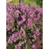 Kép 2/2 - Syringa meyeri Palibin (Törpeorgona)