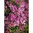 Kép 1/2 - Syringa meyeri Palibin (Törpeorgona)