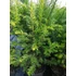 Kép 1/2 - Taxus baccata (Közönséges tiszafa)